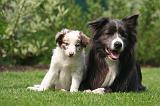 BORDER COLLIE 1532